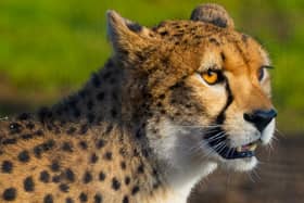 Doncaster's Yorkshire Wildlife Park is now home to two new cheetahs.