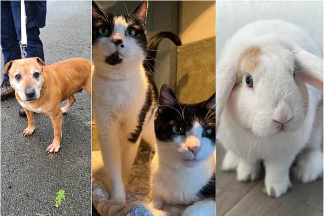 Can you give a home to these pets in Doncaster?