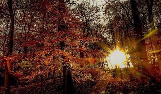The leaves are finally starting to fall in the forests. Taken by @atmospheric_images