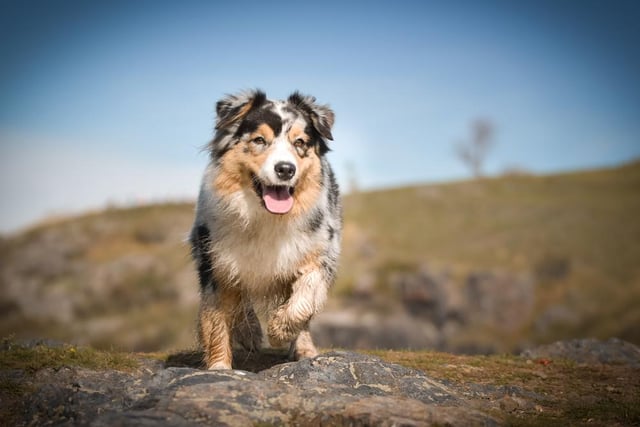 This breed of dog is considered to be highly intelligent and easy to train, and are known for being eager to please their owners (Photo: Shutterstock)