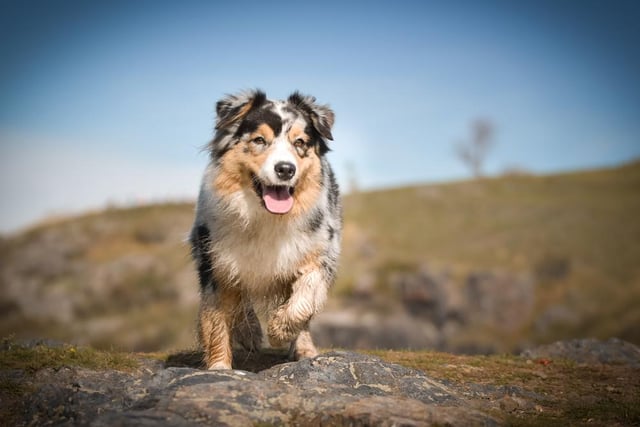 This breed of dog is considered to be highly intelligent and easy to train, and are known for being eager to please their owners (Photo: Shutterstock)