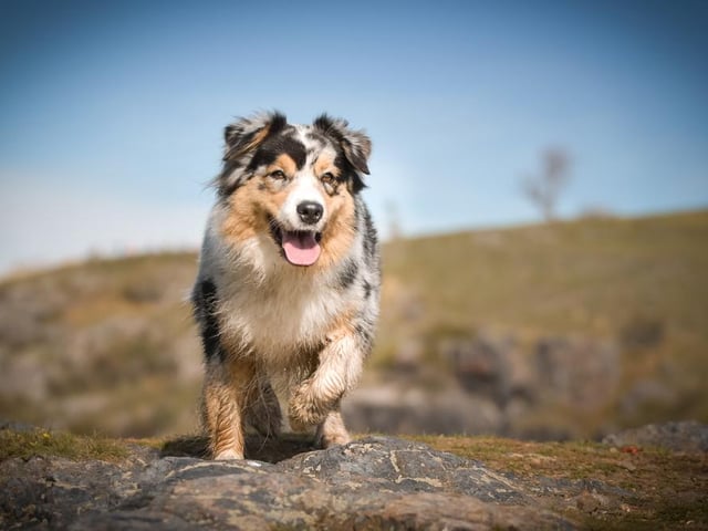 This breed of dog is considered to be highly intelligent and easy to train, and are known for being eager to please their owners (Photo: Shutterstock)
