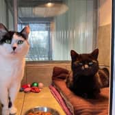 Meet the mature ladies of the cattery, Claudia and Louise. These girlies came into our care as they were found on their own. If you are on the lookout for a chirpy and laid back pair, look no further. They are just the sweetest and would love nothing more than being cuddled up together with their new family. Claudia and Louise can be rehomed with children over 10 years old and possibly with other cats.