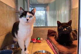 Meet the mature ladies of the cattery, Claudia and Louise. These girlies came into our care as they were found on their own. If you are on the lookout for a chirpy and laid back pair, look no further. They are just the sweetest and would love nothing more than being cuddled up together with their new family. Claudia and Louise can be rehomed with children over 10 years old and possibly with other cats.