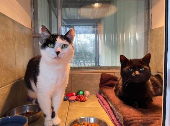 Meet the mature ladies of the cattery, Claudia and Louise. These girlies came into our care as they were found on their own. If you are on the lookout for a chirpy and laid back pair, look no further. They are just the sweetest and would love nothing more than being cuddled up together with their new family. Claudia and Louise can be rehomed with children over 10 years old and possibly with other cats.
