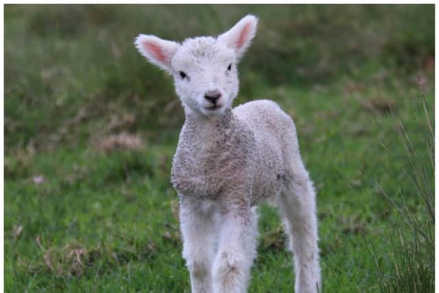 The lamb was stolen from a farmer's field near Doncaster.