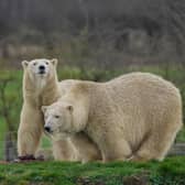 The event marked the tenth annivesary of Project Polar at the Yorkshire Wildlife Park.