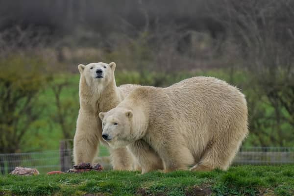 The event marked the tenth annivesary of Project Polar at the Yorkshire Wildlife Park.