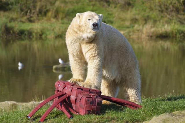 Yuma, a 4 year old polar bear, investigates a Halloween spider toy at Yorkshire Wildlife Park.