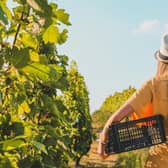 Vineyard Grape Fruit Picking