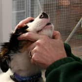 File picture shows a vet checking a dog. A dog thought ‘clinically dead’ after being hit by a car after chasing a squirrel into a South Yorkshire road was brought back from the brink by a stranger.