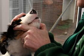 File picture shows a vet checking a dog. A dog thought ‘clinically dead’ after being hit by a car after chasing a squirrel into a South Yorkshire road was brought back from the brink by a stranger.