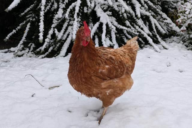 Could you give a bird like Peanut a home this Christmas?