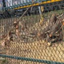 The trees near a railway line in Askern have been cut down for safety reasons.