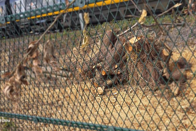 The trees near a railway line in Askern have been cut down for safety reasons.