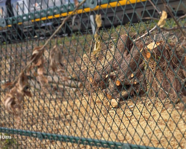 The trees near a railway line in Askern have been cut down for safety reasons.