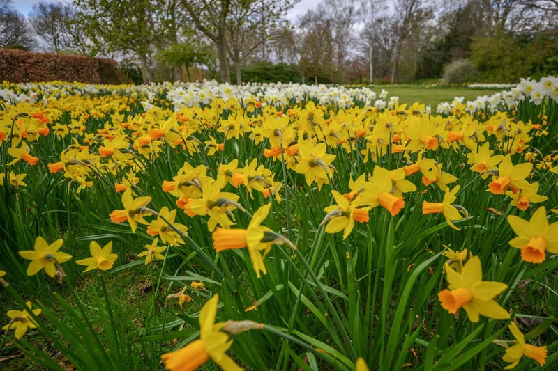 The grounds are famous for snowdrops and bluebells which visitors flock to see each year, but the daffodils are looking equally as lovely and are a cheering sight in lockdown.