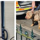 Drugs, weapons, cash and an illegal XL Bully dog found during warrant at a Doncaster house.