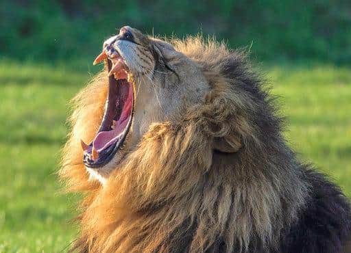 A lion enjoying the sunshine at the Yorkshire Wildlife Park.