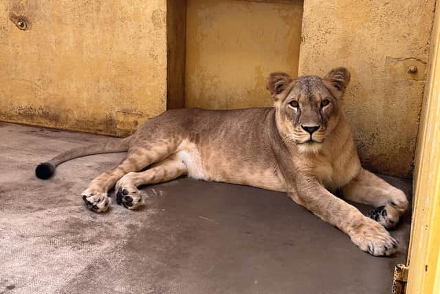 One of the lions the park hopes to save.