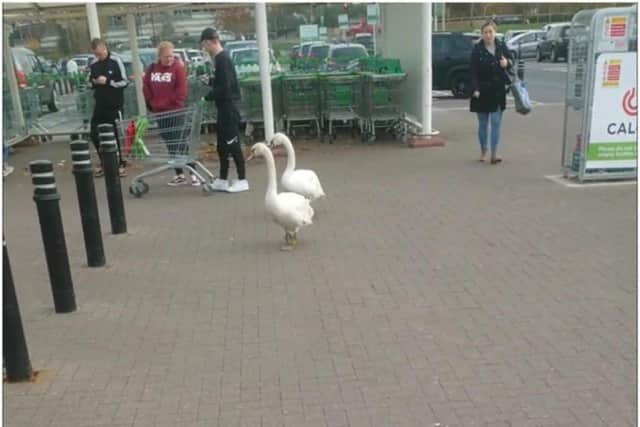 The swans were recently spotted right outside the entrance to Asda.