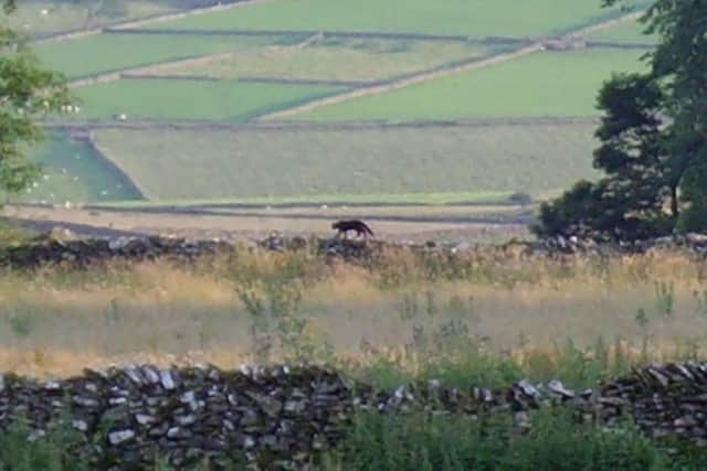 There have been numerous sightings ofbig black cats in South Yorkshire over the last couple of years. This one was seen near Sheffield.