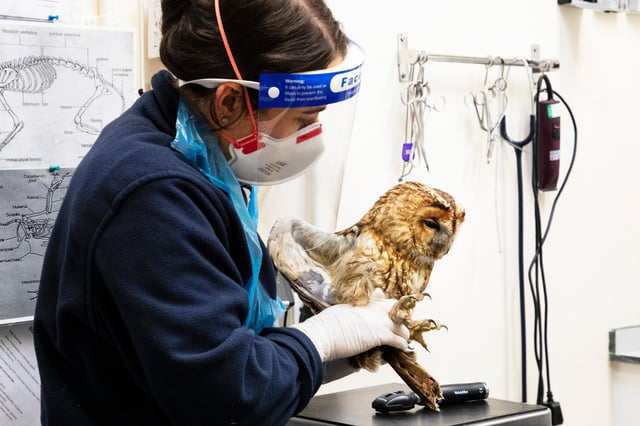 A poorly owl gets help