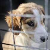 Number of pets abandoned in South Yorkshire rose by nearly a fifth.