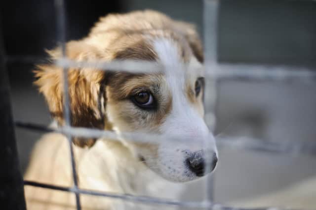 Number of pets abandoned in South Yorkshire rose by nearly a fifth.