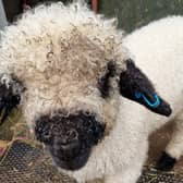 Therapy sheep Daniel nominated for a BBC award.