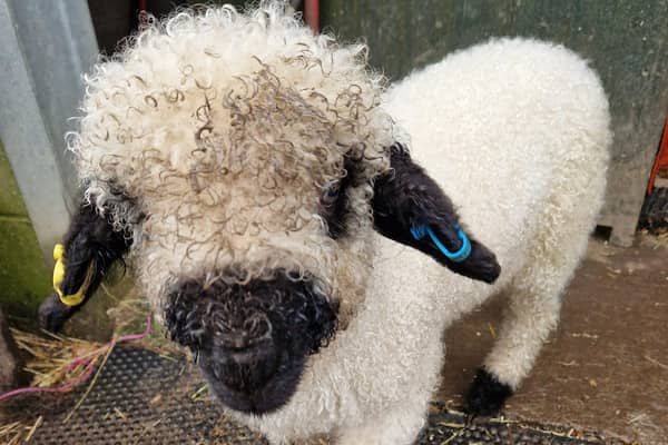 Therapy sheep Daniel nominated for a BBC award.
