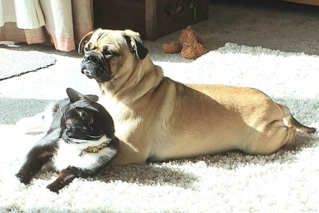 Max sunbathing with his best friend Milo - sent in by Sue Smith