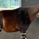 Okapi on the move to Yorkshire Wildlife Park.