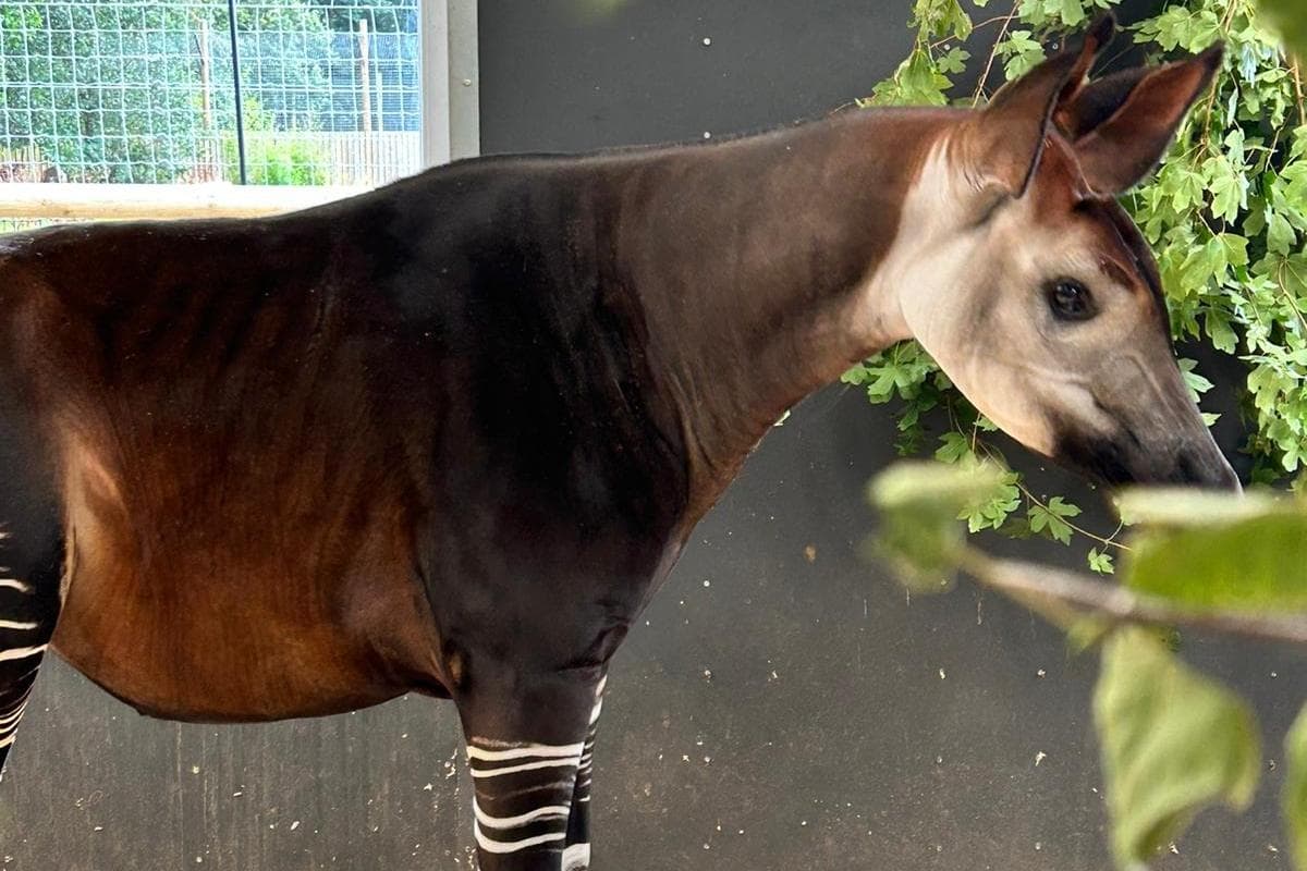 Okapi 4 Okapi on the move from Chester to Doncaster's Yorkshire Wildlife Park