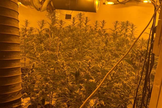 Police in Doncaster have busted another cannabis factory.