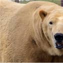 Yorkshire Wildlife Park is still open.