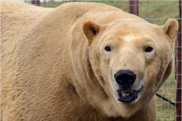 Yorkshire Wildlife Park is still open.