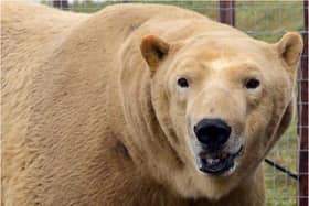 Yorkshire Wildlife Park is still open.