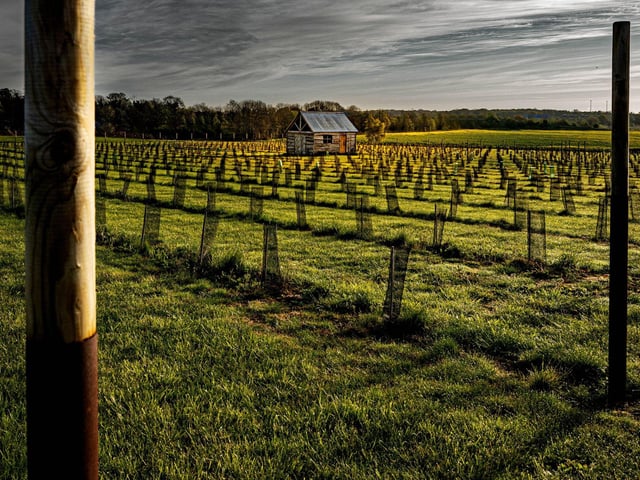 Loversall vineyard