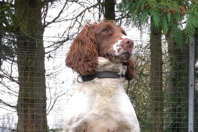 Jack is a three-year-old Springer Spaniel and is trained to find drugs, cash and firearms. He was bought for Lancashire Police by a couple who wanted him to be trained in those specialisms, after their son sadly died of a drug overdose. As a result he has a special place in the hearts of everyone at the Dog Unit, and all of the work he does carries a huge amount of significance. Jack lives with PD Kato and pet spaniel, Paddy, and the three of them are the best of friends.