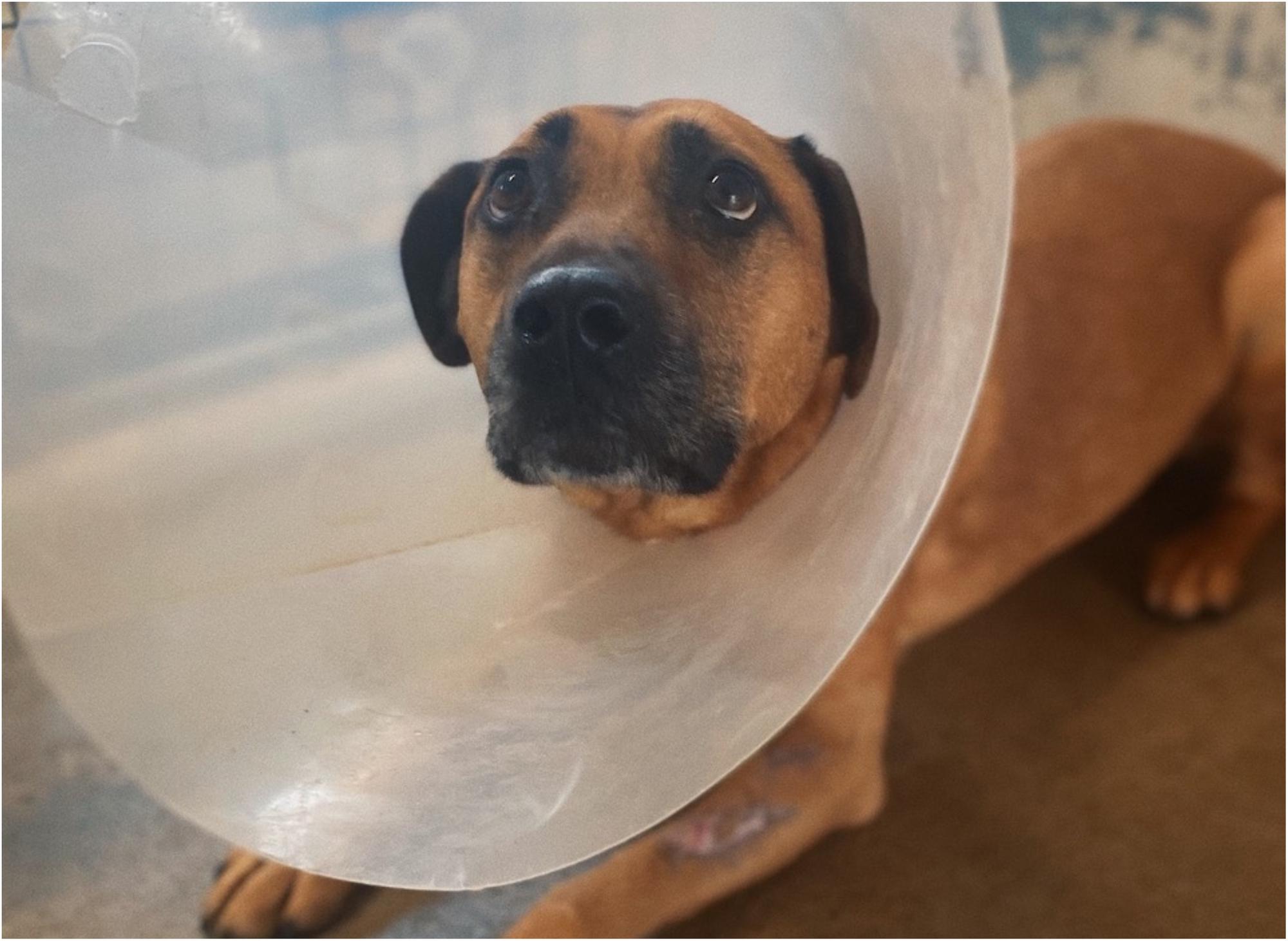 Severely wounded dog found outside Doncaster shops saved