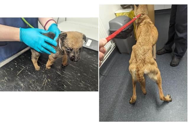 Woman given canine ban for neglecting 13 dogs including a litter of puppies found huddled together on a dirty cushion in Doncaster.