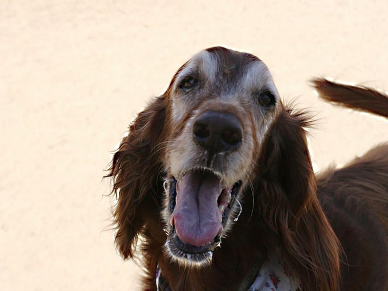 Another dog that is cheeriest while exercising, Irish Setters never get tired of playing with their families, a constantly-wagging tail demonstrating just how happy they are. Their distinctive red colour made them easy for hunters to see when using them to help find game.