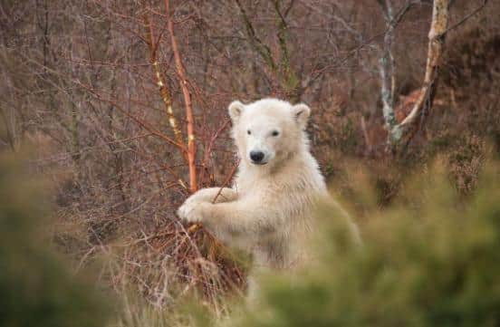 Hamish will be joining other polar bears at the Yorkshire Wildlife Park.