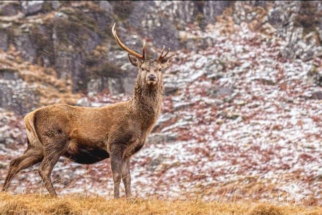 Allan McGregor timed this picture of a stag in Glencoe perfectly.