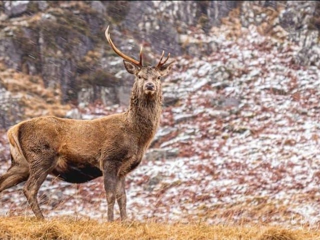 Allan McGregor timed this picture of a stag in Glencoe perfectly.