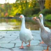 A number of geese were slaughtered in Wath at the weekend. (Photo: Pixabay).