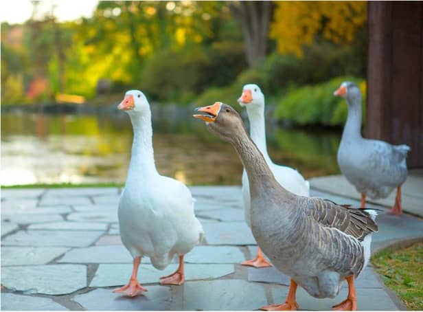A number of geese were slaughtered in Wath at the weekend. (Photo: Pixabay).