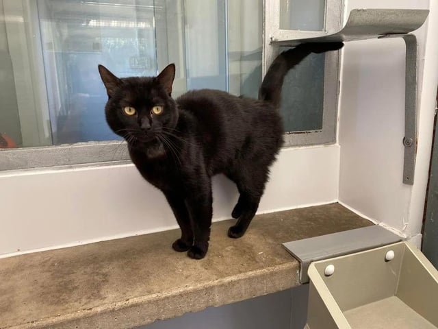 Monty is a shy boy who may need time to get accustomed to new surroundings, but remember - treats are the key to unlocking his heart.