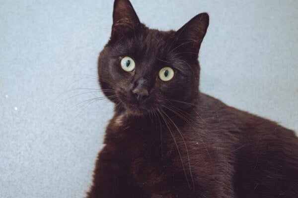 Oliver, a one-year-old cheeky chappie, has bundles of energy and enjoys a bit of fuss and attention.